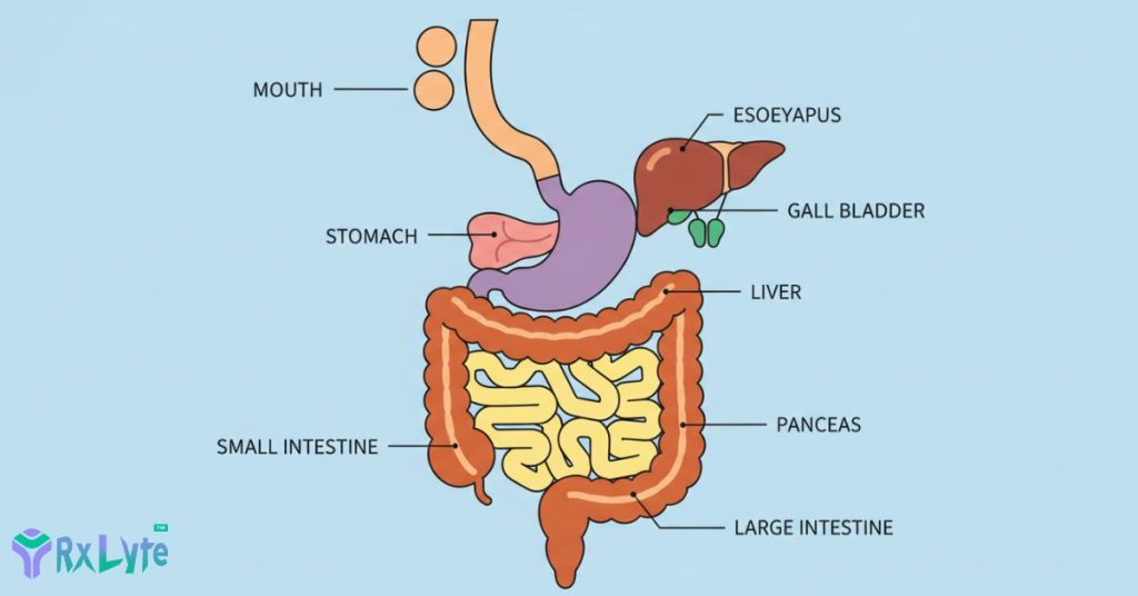 Educational illustration of the digestive system