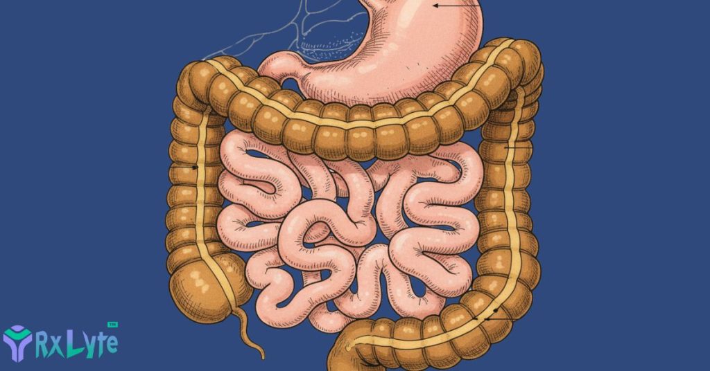 Illustration of the digestive system (stomach and intestines)