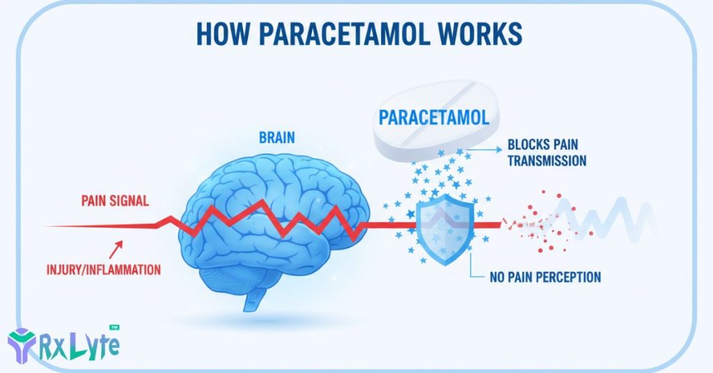 paracetamol-mechanism-of-action-brain-pain-relief-process